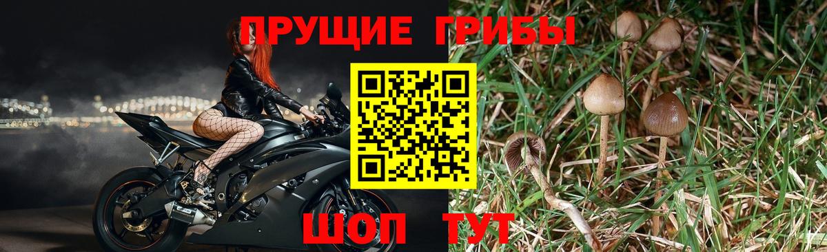 Можга  Псилоцибиновые грибы мицелий  Вход с VPN 